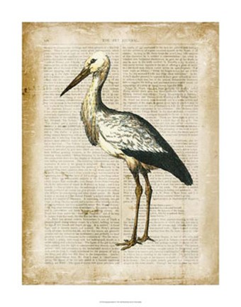 Framed Antiquarian Birds II Print