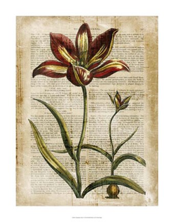 Framed Antiquarian Tulips I Print