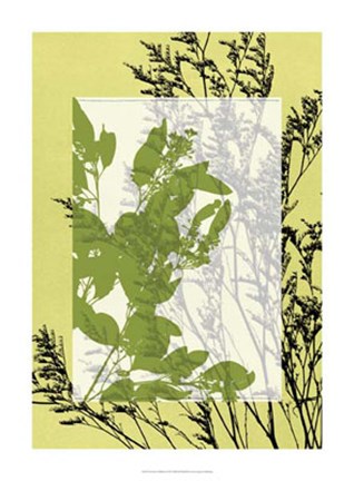 Framed Translucent Wildflowers III Print
