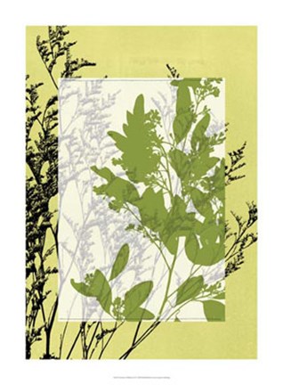 Framed Translucent Wildflowers IV Print