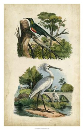 Framed Avian Sanctuary I Print