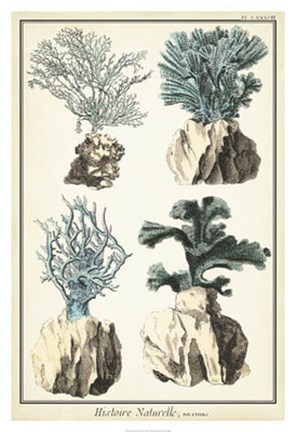 Framed Oversize Coral Species III Print