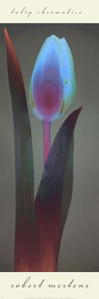 Framed Tulip Chromatics I Print