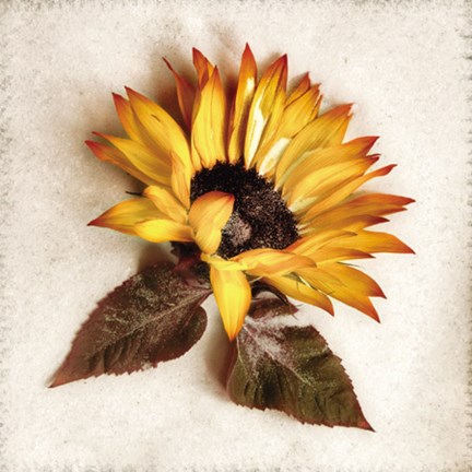 Framed Sand Sunflower Print