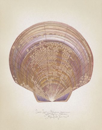 Framed Saucer Scallop Print