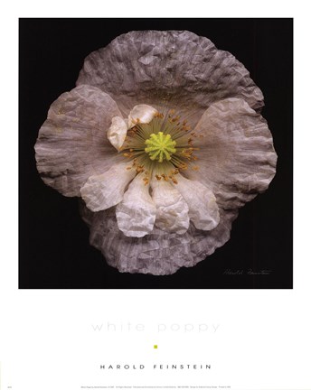 Framed White Poppy Print