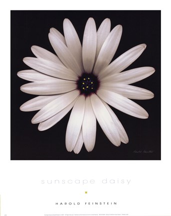 Framed Sunscape Daisy Print