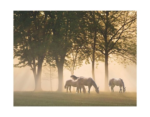 Framed Horses in the mist Print
