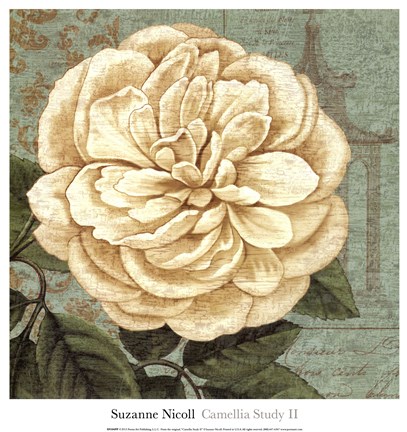 Framed Camellia Study II Print