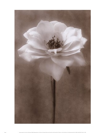 Framed Antique Rose White Print