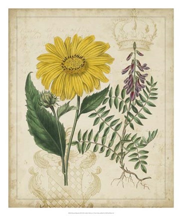 Framed Botanical Repertoire III Print