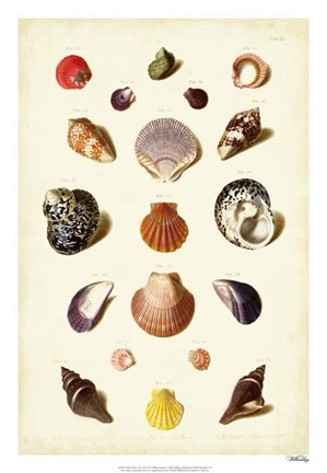 Framed Shells, Tab. XI Print