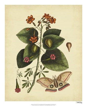 Framed Moth, Pl. T91 Print