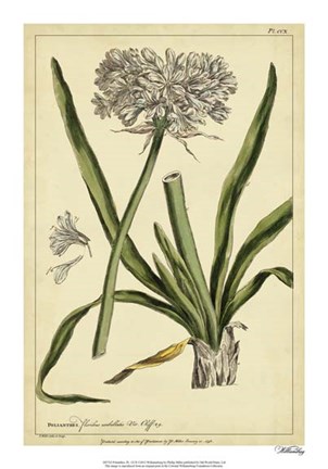 Framed Polianthes, Pl. CCX Print