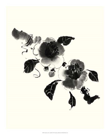 Framed Studies in Ink - Camellia Print