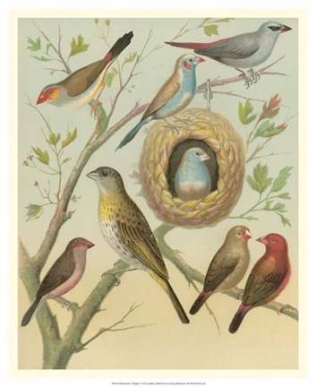 Framed Birdwatcher&#39;s Delight I Print