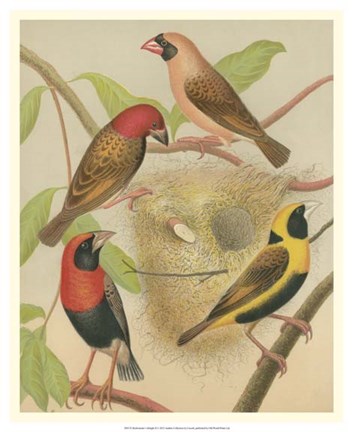 Framed Birdwatcher&#39;s Delight II Print