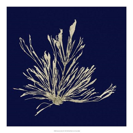 Framed Seaweed on Navy III Print