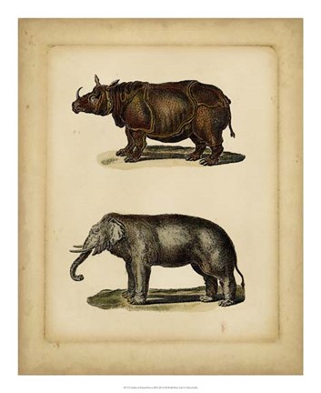 Framed Studies in Natural History III Print