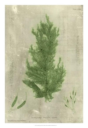 Framed Emerald Seaweed I Print