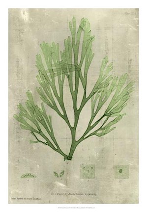 Framed Emerald Seaweed II Print