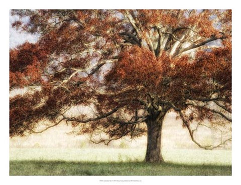 Framed Sunbathed Oak I Print