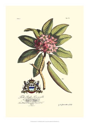 Framed Royal Botanical V Print