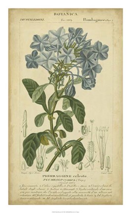 Framed Floral Botanica II Print