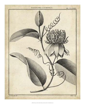 Framed Passiflora V Print