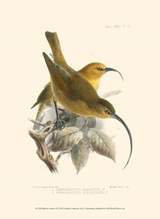 Framed Birds in Nature II Print