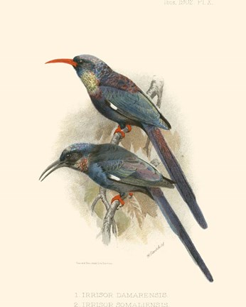Framed Birds in Nature III Print