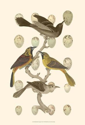 Framed British Birds and Eggs II Print