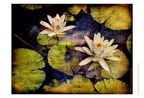 Framed Lily Ponds V Print