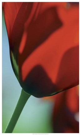 Framed Tulipe 4 Print