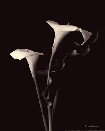 Framed Botanical Elegance Calla III Print