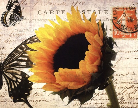 Framed Carte Postale Sunflower Print