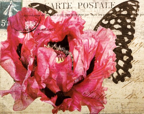 Framed Carte Postale Poppy Print