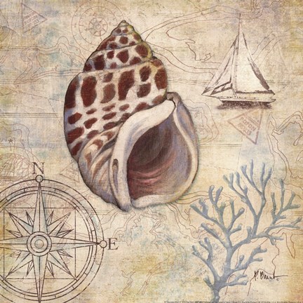 Framed Discovery Shell IV Print