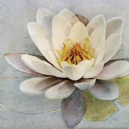 Framed Magnolia Sq. Print