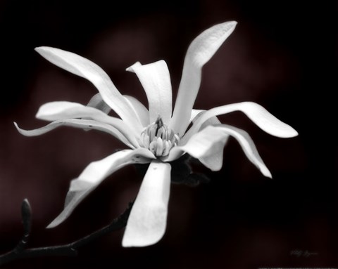 Framed Magnolia Dreams I Print