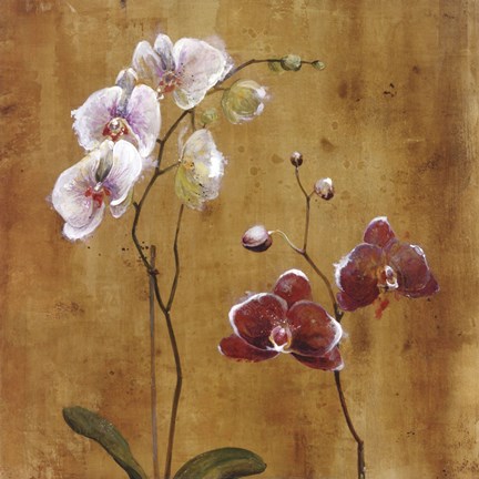 Framed Orchid Bloom II Print