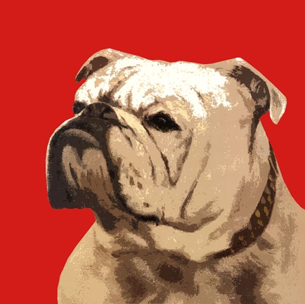 Framed British Bulldog, Red Print