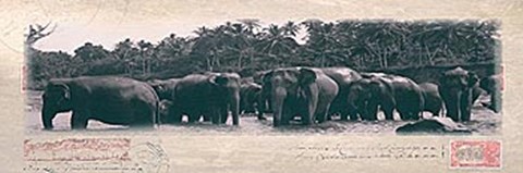 Framed Elephant Journal Print