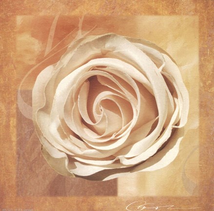 Framed Warm Rose II Print