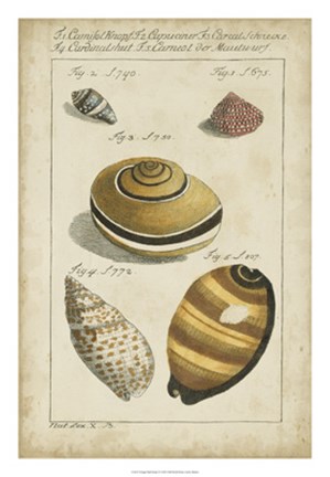 Framed Vintage Shell Study IV Print