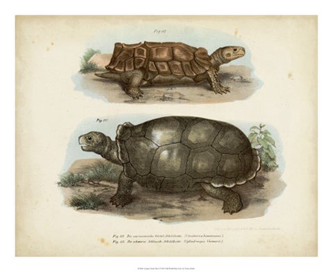 Framed Antique Turtle Pair I Print