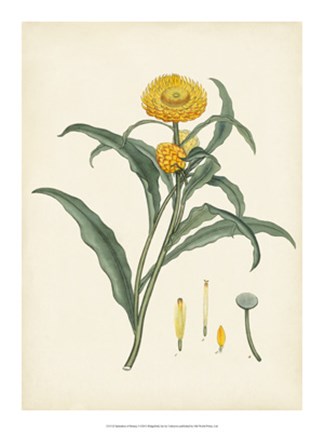 Framed Splendors of Botany I Print