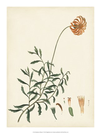 Framed Splendors of Botany IV Print