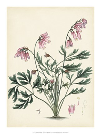 Framed Splendors of Botany VII Print