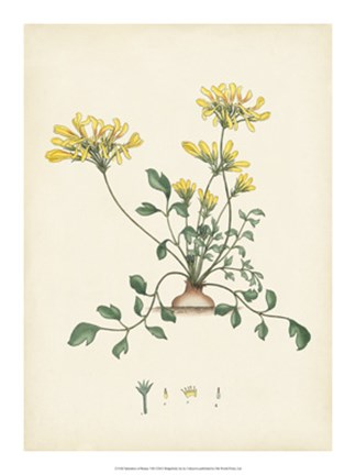 Framed Splendors of Botany VIII Print